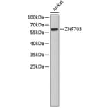 Western Blot - Anti-ZNF703 Antibody (A3512) - Antibodies.com