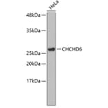 Western Blot - Anti-CHCHD6 Antibody (A3525) - Antibodies.com