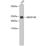 Western Blot - Anti-ABHD14B Antibody (A3532) - Antibodies.com