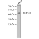 Western Blot - Anti-RNF133 Antibody (A3558) - Antibodies.com