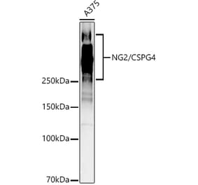 Western Blot - Anti-NG2 Antibody (A9236) - Antibodies.com