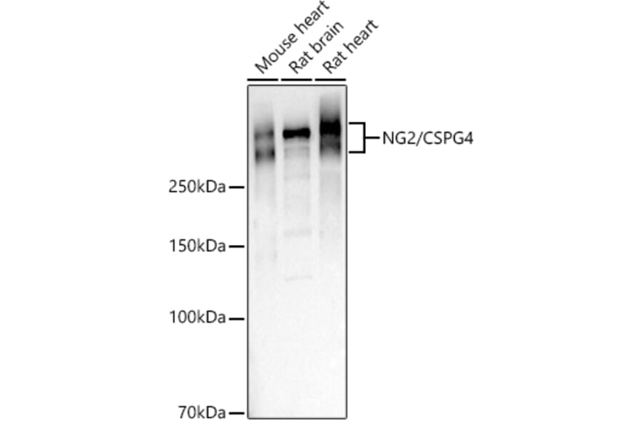 Western Blot - Anti-NG2 Antibody (A9236) - Antibodies.com