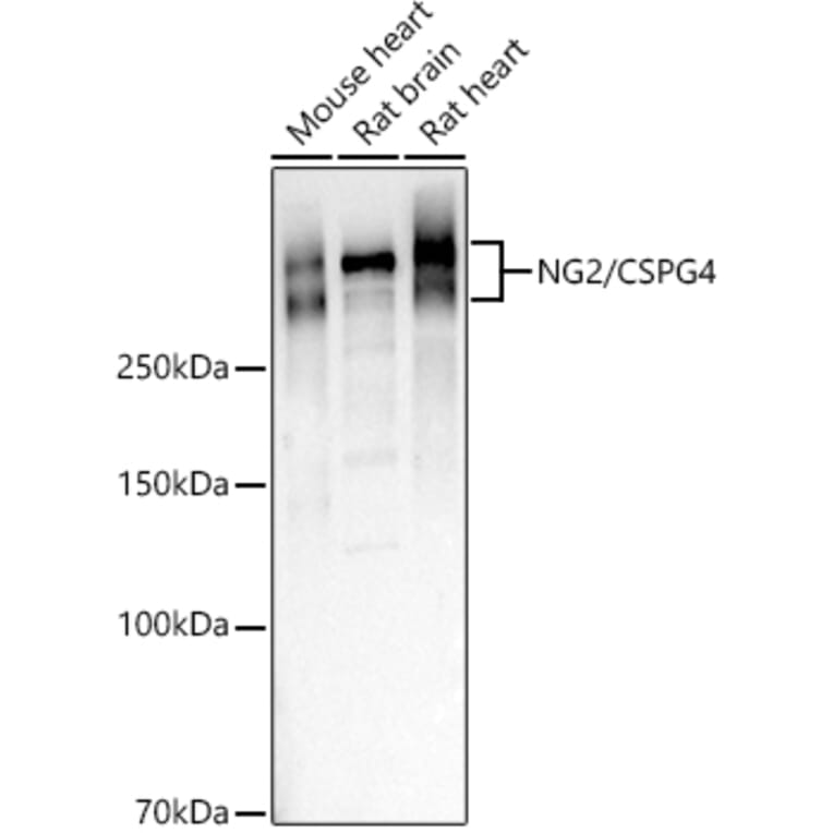 Western Blot - Anti-NG2 Antibody (A9236) - Antibodies.com