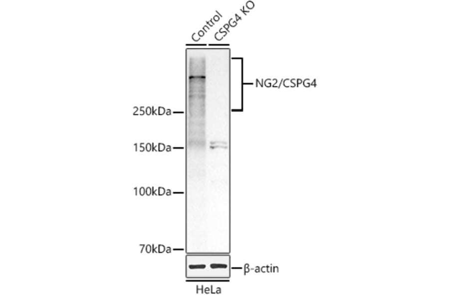 Western Blot - Anti-NG2 Antibody (A9236) - Antibodies.com