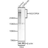 Western Blot - Anti-NG2 Antibody (A9236) - Antibodies.com