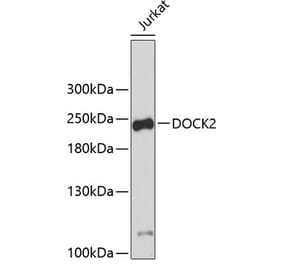 Western Blot - Anti-DOCK2 Antibody (A9237) - Antibodies.com