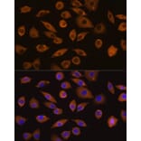 Immunofluorescence - Anti-DOCK2 Antibody (A9237) - Antibodies.com