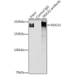 Western Blot - Anti-DOCK2 Antibody (A9237) - Antibodies.com