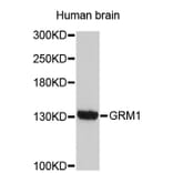 Western Blot - Anti-GRM1 Antibody (A3604) - Antibodies.com