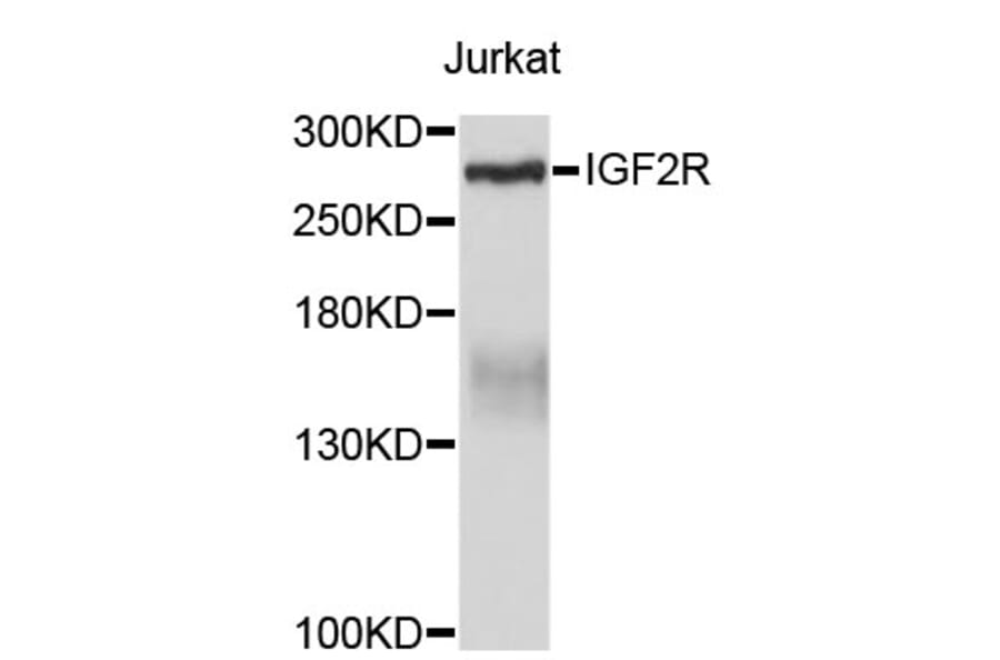 Western Blot - Anti-IGF2R Antibody (A3610) - Antibodies.com