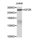 Western Blot - Anti-IGF2R Antibody (A3610) - Antibodies.com