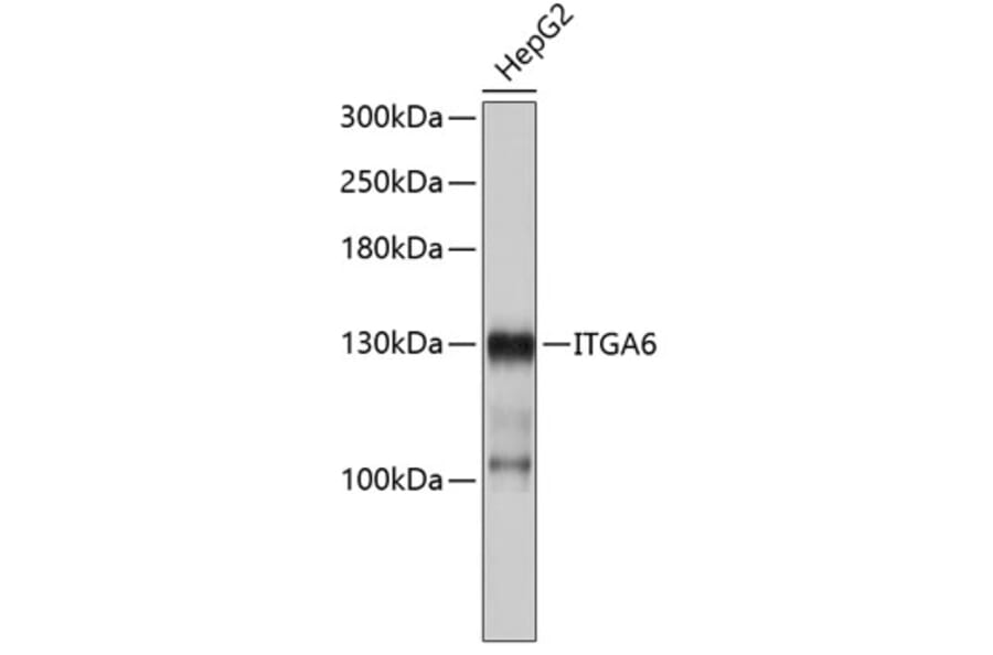 Western Blot - Anti-ITGA6 Antibody (A3611) - Antibodies.com