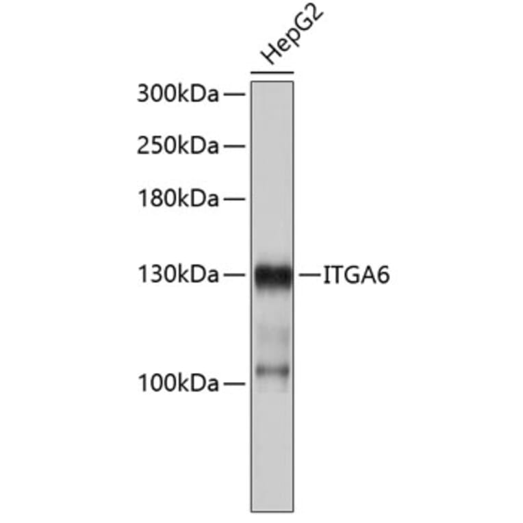 Western Blot - Anti-ITGA6 Antibody (A3611) - Antibodies.com