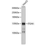 Western Blot - Anti-ITGA6 Antibody (A3611) - Antibodies.com