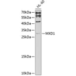 Western Blot - Anti-MXD1 Antibody (A3613) - Antibodies.com