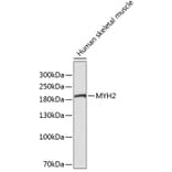 Western Blot - Anti-MYH2 Antibody (A3620) - Antibodies.com