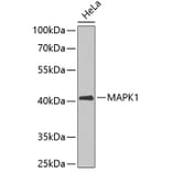 Western Blot - Anti-MAPK1 Antibody (A3630) - Antibodies.com