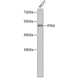 Western Blot - Anti-PTK6 Antibody (A3632) - Antibodies.com
