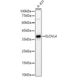 Western Blot - Anti-ELOVL4 Antibody (A9253) - Antibodies.com