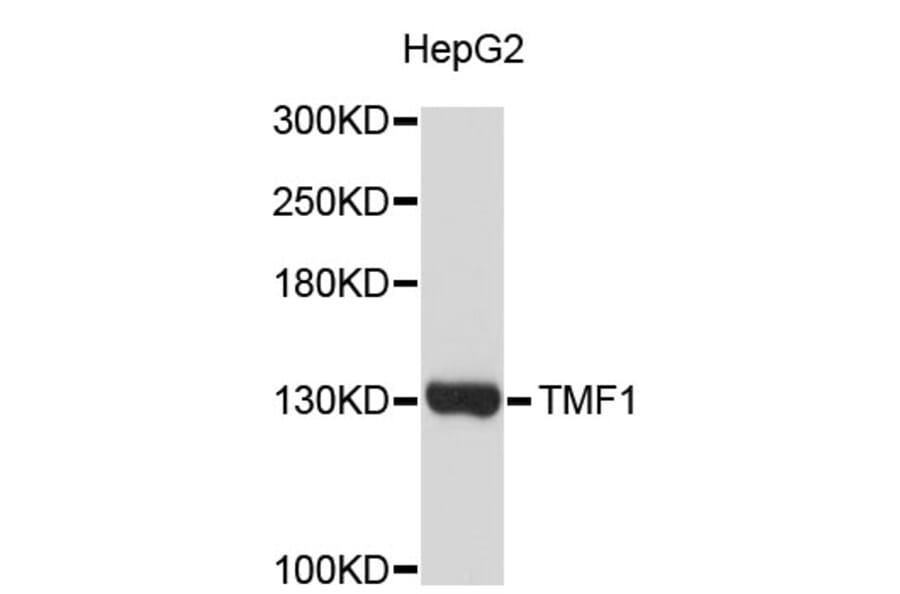 Western Blot - Anti-TMF1 Antibody (A3642) - Antibodies.com