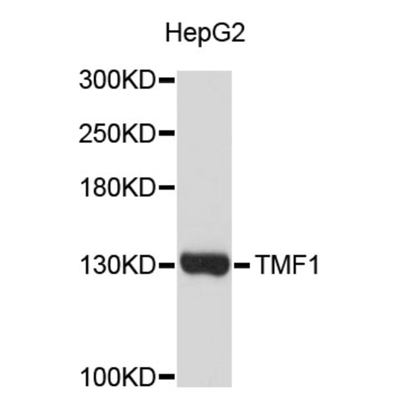 Western Blot - Anti-TMF1 Antibody (A3642) - Antibodies.com