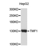 Western Blot - Anti-TMF1 Antibody (A3642) - Antibodies.com