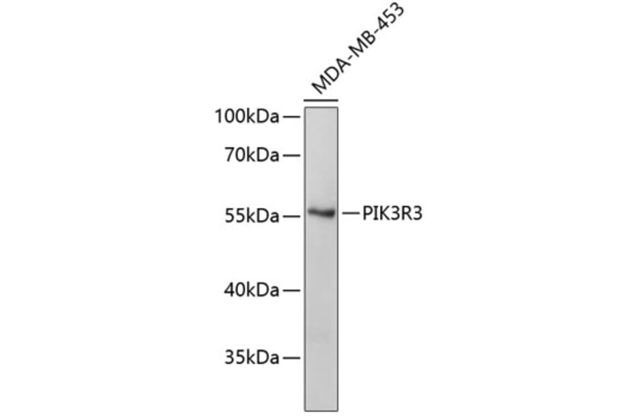 Western Blot - Anti-PIK3R3 Antibody (A3650) - Antibodies.com