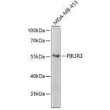 Western Blot - Anti-PIK3R3 Antibody (A3650) - Antibodies.com
