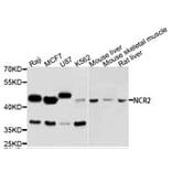 Western Blot - Anti-NCR2 Antibody (A3657) - Antibodies.com