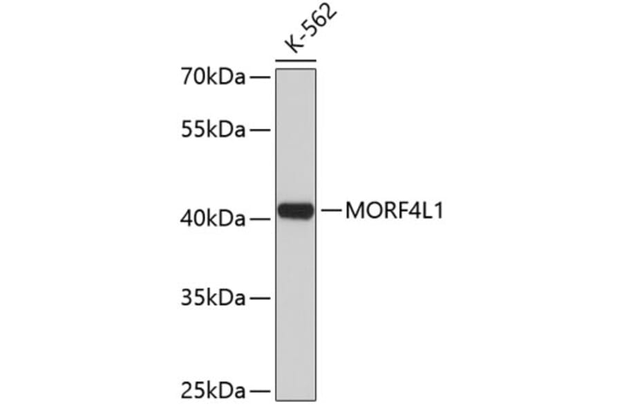 Western Blot - Anti-MORF4L1 Antibody (A3665) - Antibodies.com