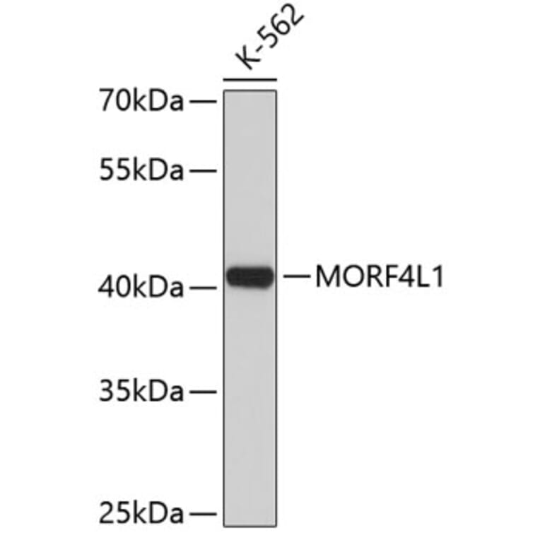 Western Blot - Anti-MORF4L1 Antibody (A3665) - Antibodies.com