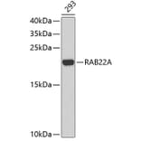 Western Blot - Anti-RAB22A Antibody (A3685) - Antibodies.com