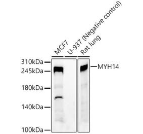 Western Blot - Anti-Myh14 Antibody (A9267) - Antibodies.com