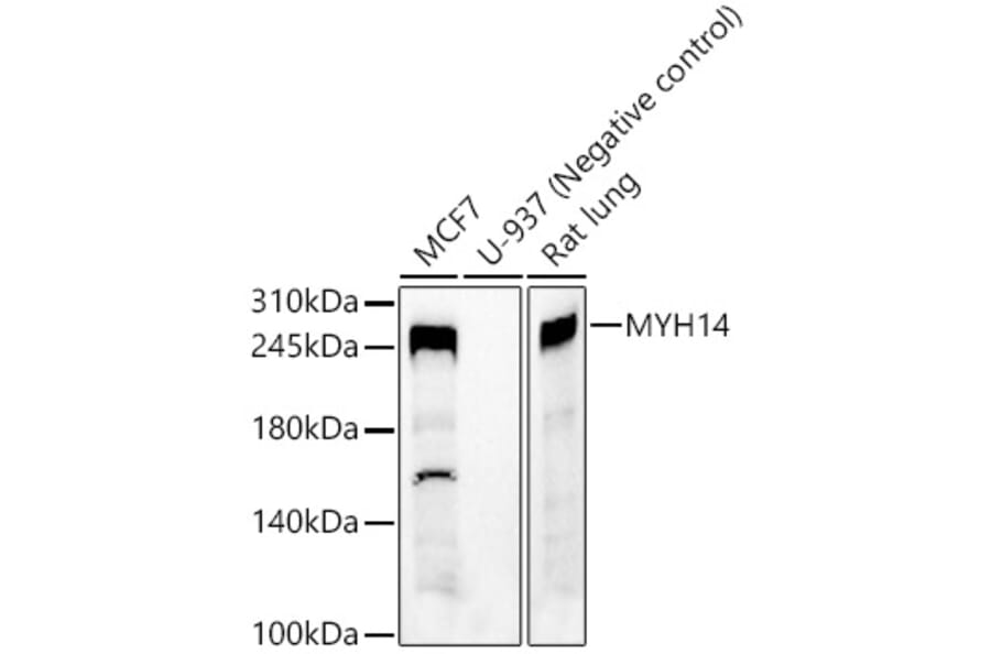 Western Blot - Anti-Myh14 Antibody (A9267) - Antibodies.com
