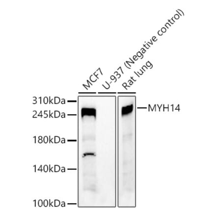 Western Blot - Anti-Myh14 Antibody (A9267) - Antibodies.com