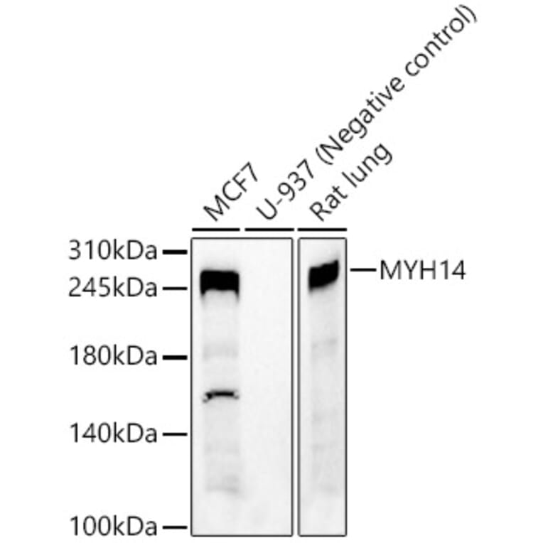 Western Blot - Anti-Myh14 Antibody (A9267) - Antibodies.com