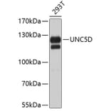 Western Blot - Anti-UNC5D Antibody (A3704) - Antibodies.com