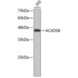 Western Blot - Anti-ACADSB Antibody (A3715) - Antibodies.com