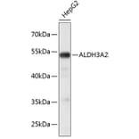 Western Blot - Anti-ALDH3A2 Antibody (A3727) - Antibodies.com