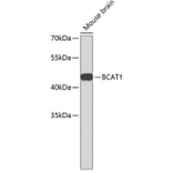 Western Blot - Anti-BCAT1 Antibody (A3760) - Antibodies.com