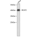 Western Blot - Anti-BCAT2 Antibody (A3761) - Antibodies.com