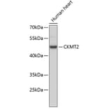 Western Blot - Anti-CKMT2 Antibody (A3790) - Antibodies.com
