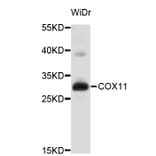 Western Blot - Anti-COX11 Antibody (A3801) - Antibodies.com