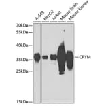 Western Blot - Anti-mu Crystallin Antibody (A9296) - Antibodies.com