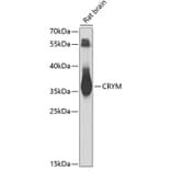 Western Blot - Anti-mu Crystallin Antibody (A9296) - Antibodies.com