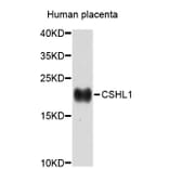 Western Blot - Anti-CSHL1 Antibody (A3811) - Antibodies.com