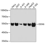 Western Blot - Anti-DDX6 Antibody (A3829) - Antibodies.com