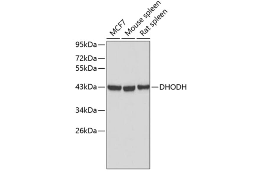 Western Blot - Anti-DHODH Antibody (A3830) - Antibodies.com