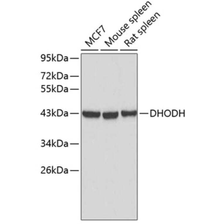 Western Blot - Anti-DHODH Antibody (A3830) - Antibodies.com