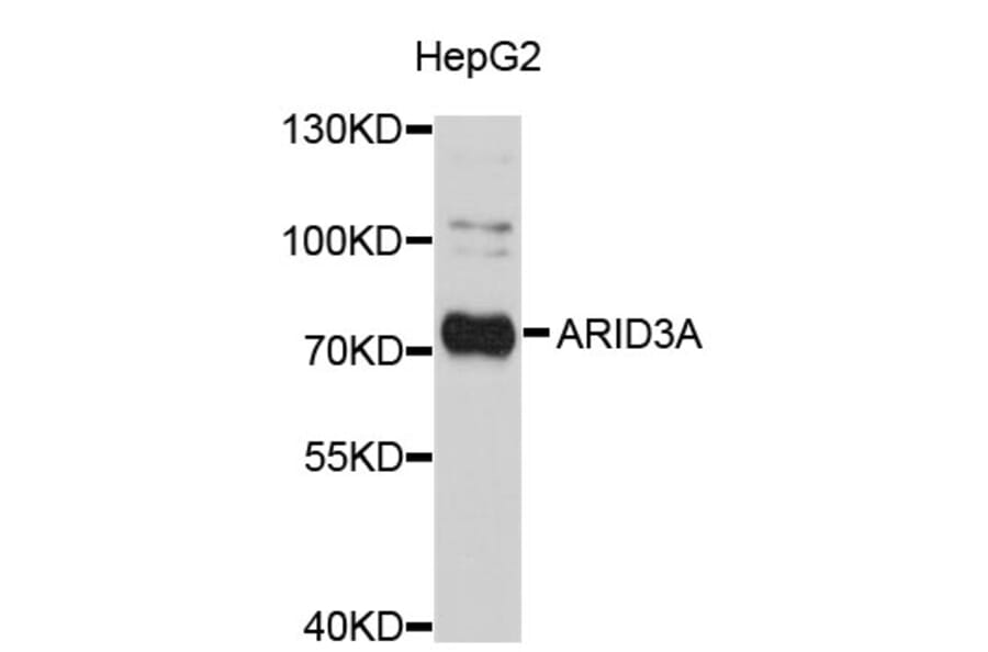 Western Blot - Anti-ARID3A Antibody (A3837) - Antibodies.com